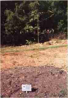 Bamboo - Phyllostachys bambusoides Giant Japanese Timber Bamboo First year growth photo