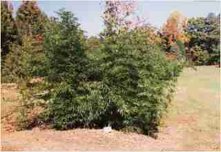 Bamboo - Phyllostachys bambusoides Giant Japanese Timber Bamboo Third year growth photo