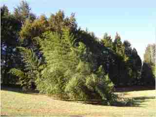 Bamboo - Phyllostachys bambusoides Giant Japanese Timber Bamboo Fifth year growth photo